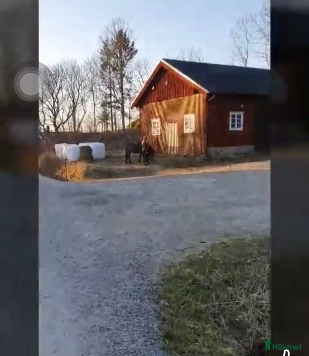  stallplats finnes: Lösdriftsplats för islandshäst i Lindome i Lindome - Annons 2