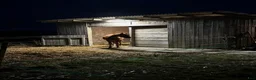  stallplats finnes: Lösdrift till 2st 1-åringar - Annons 3