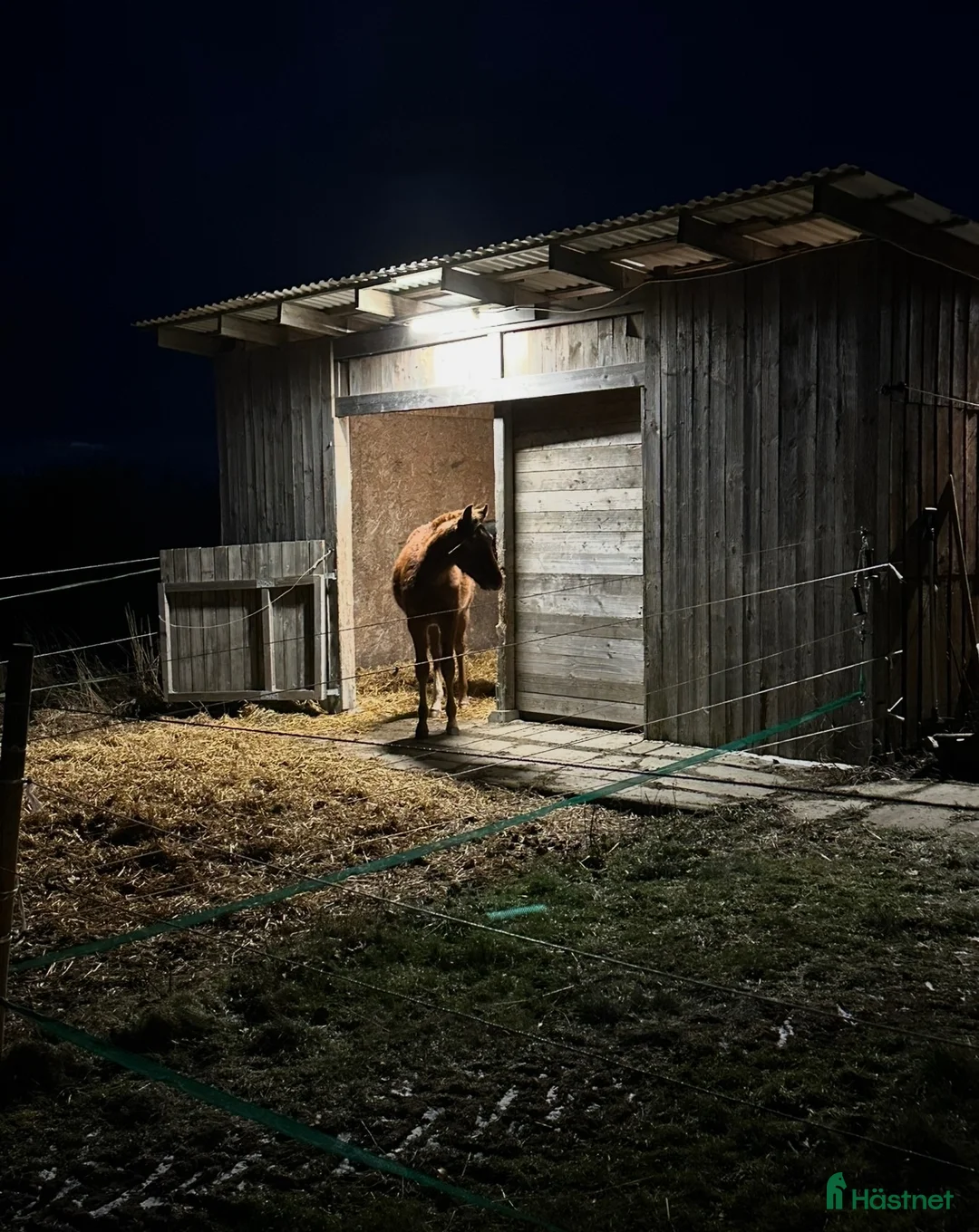  stallplats finnes: Lösdrift till 2st 1-åringar - Annons 3