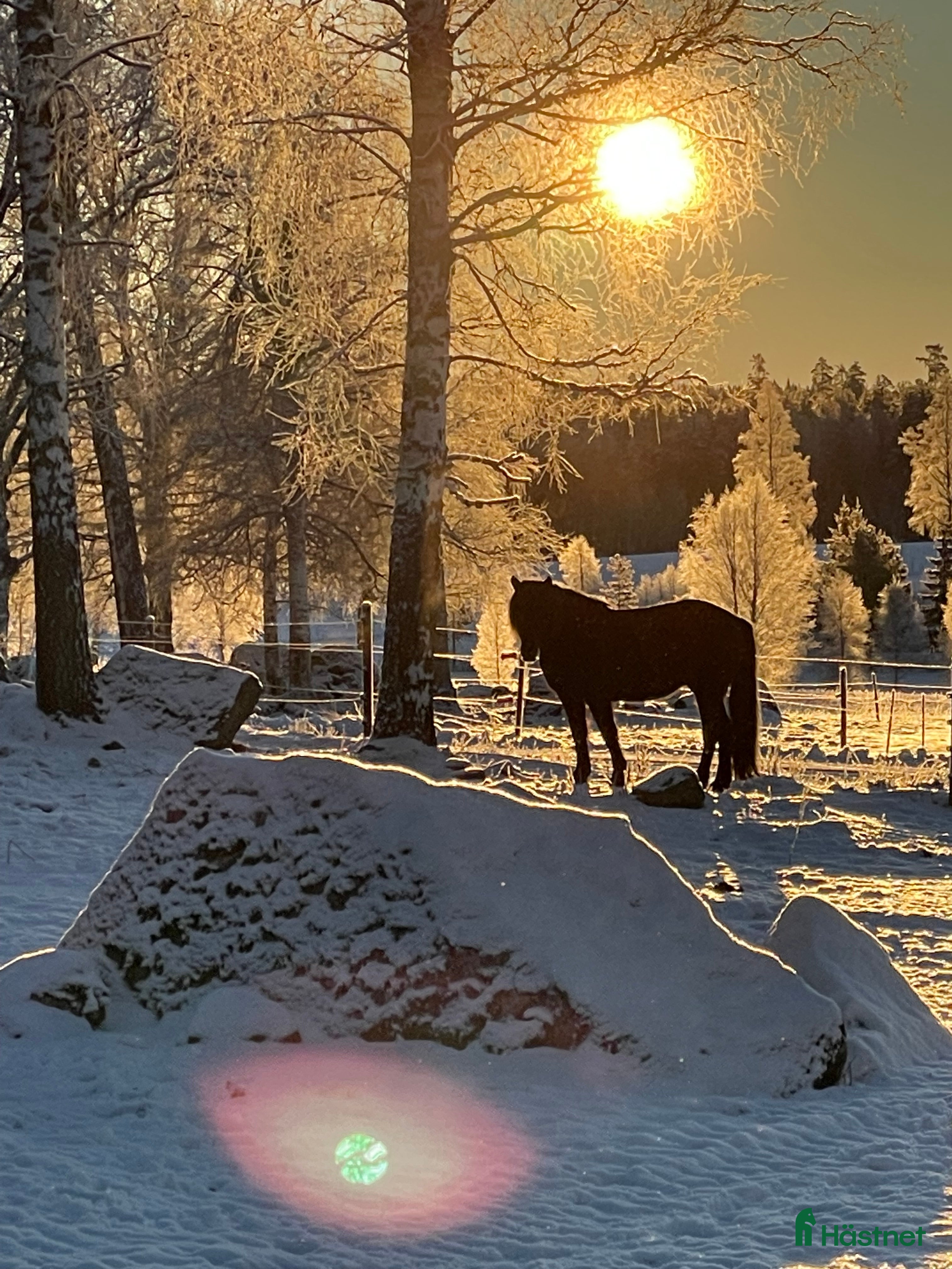 hästservice finnes: Ridläger i vackra Bergslagen! i Riddarhyttan - Annons 1