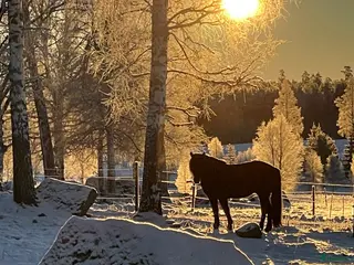 hästservice finnes: Ridläger i vackra Bergslagen! i Riddarhyttan - Annons 1