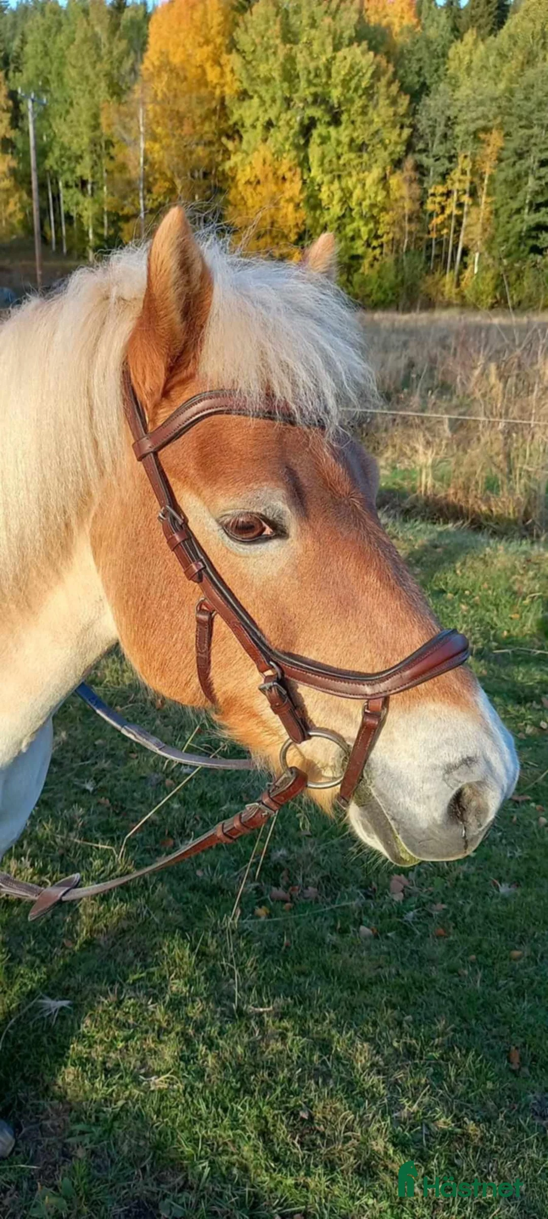 Allround hästar till salu: Guldponny söker ny liten ryttare i Kisa - Annons 2