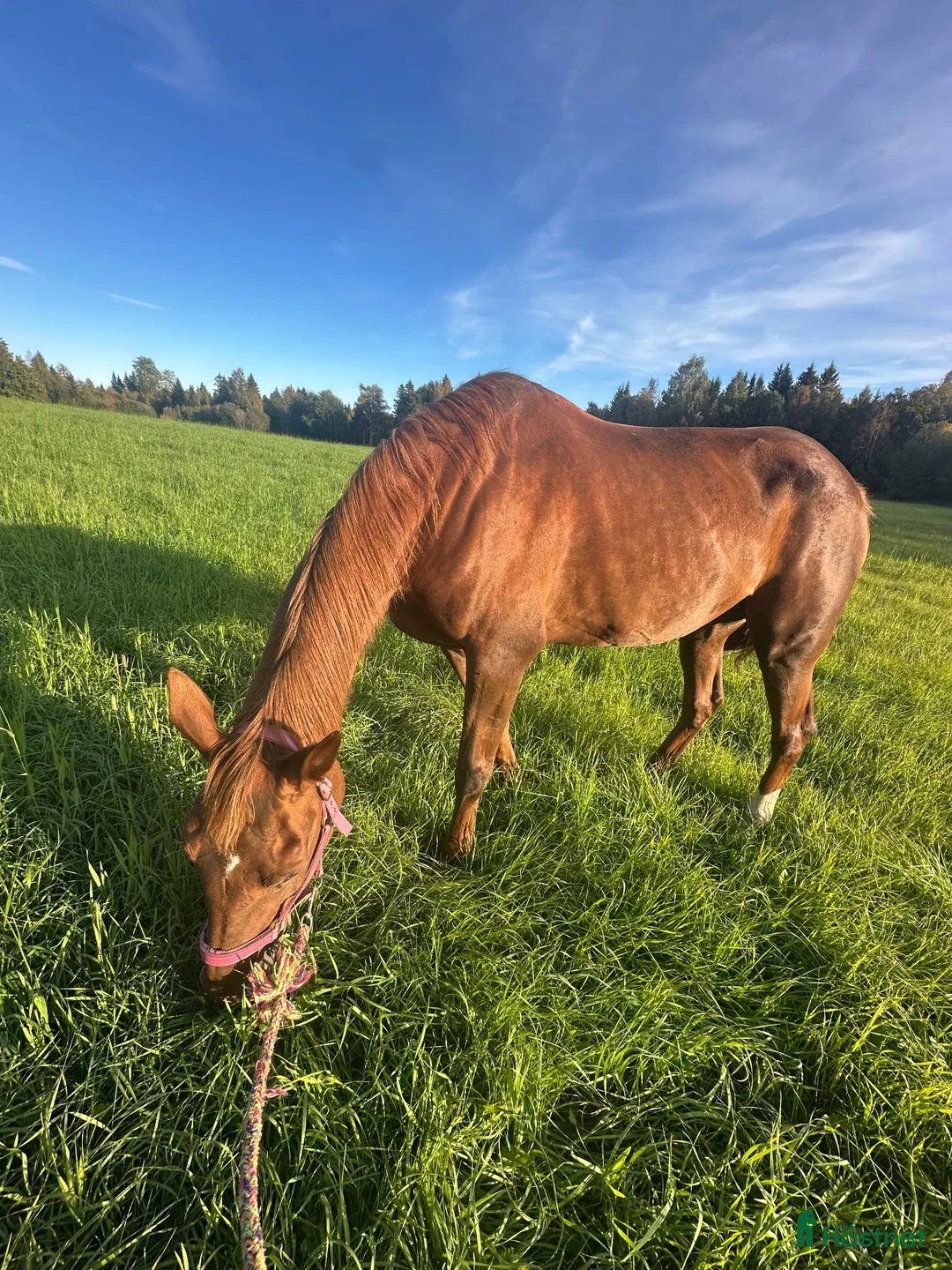 Sadlar hästutrustning till salu: Söker en sadel!!  - Annons 2