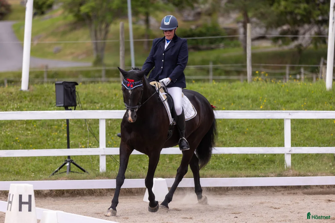 Allround hästar till salu: Sportig allround valack  i Göteborg - Annons 5