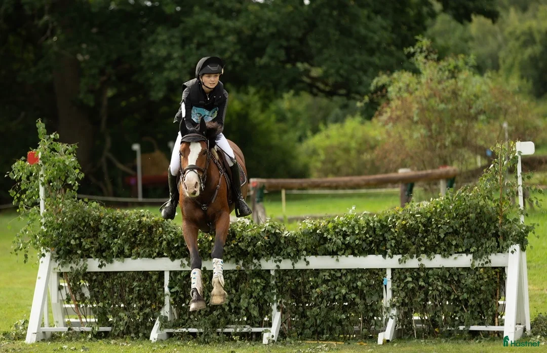 Fälttävlan hästar till salu: D-ponny med mycket potential  - Annons 2