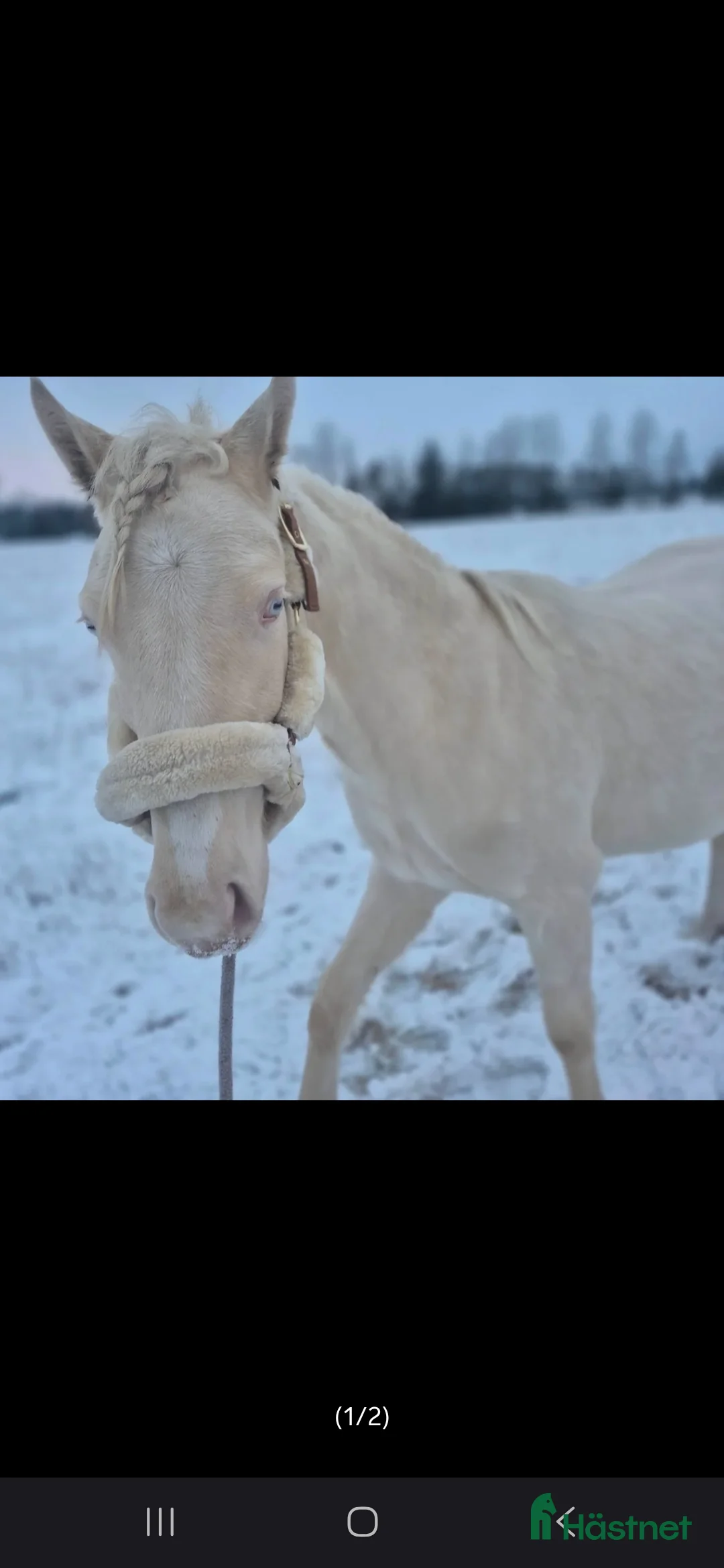 Allround hästar till salu: Cremello hingst d-ponny - Annons 2
