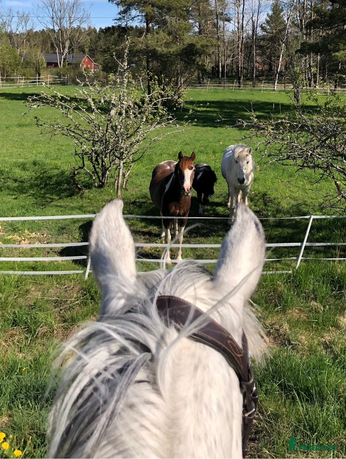  stallplats Stallplats /-er i ett kollektivstall - Annons 1