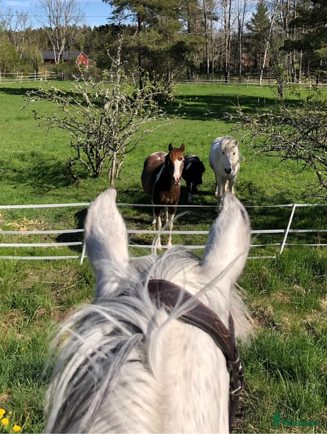  stallplats finnes: Stallplats /-er i ett kollektivstall - Annons 1