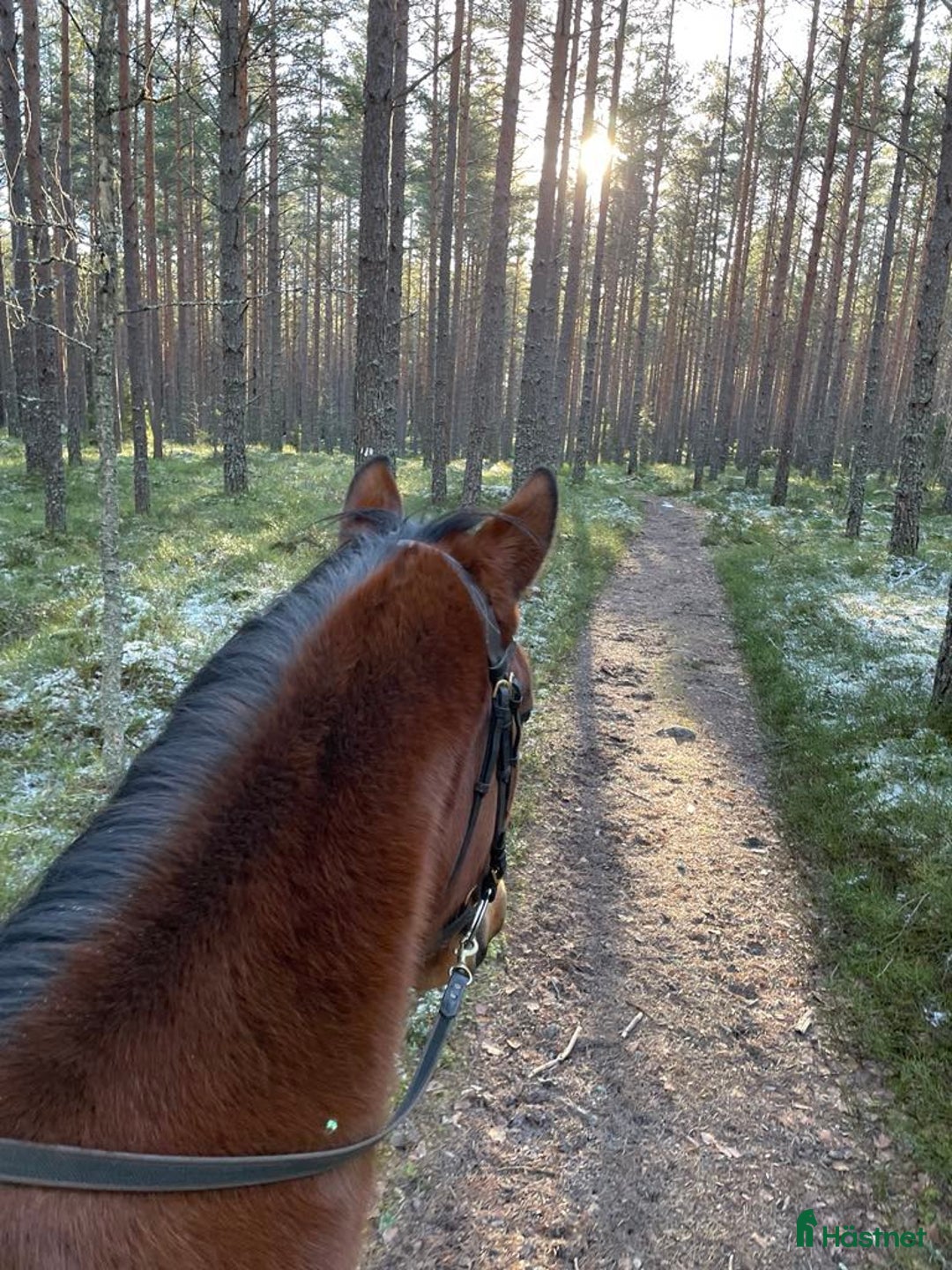  stallplats finnes: Boxplats eller lösdrift i Järlåsa - Annons 1