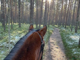 stallplats finnes: Boxplats eller lösdrift i Järlåsa - Annons 1