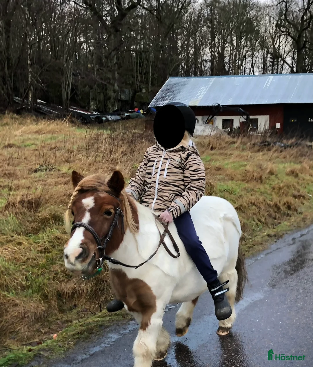  foderhäst sökes: Söker Foderhäst  i Lindome - Annons 2