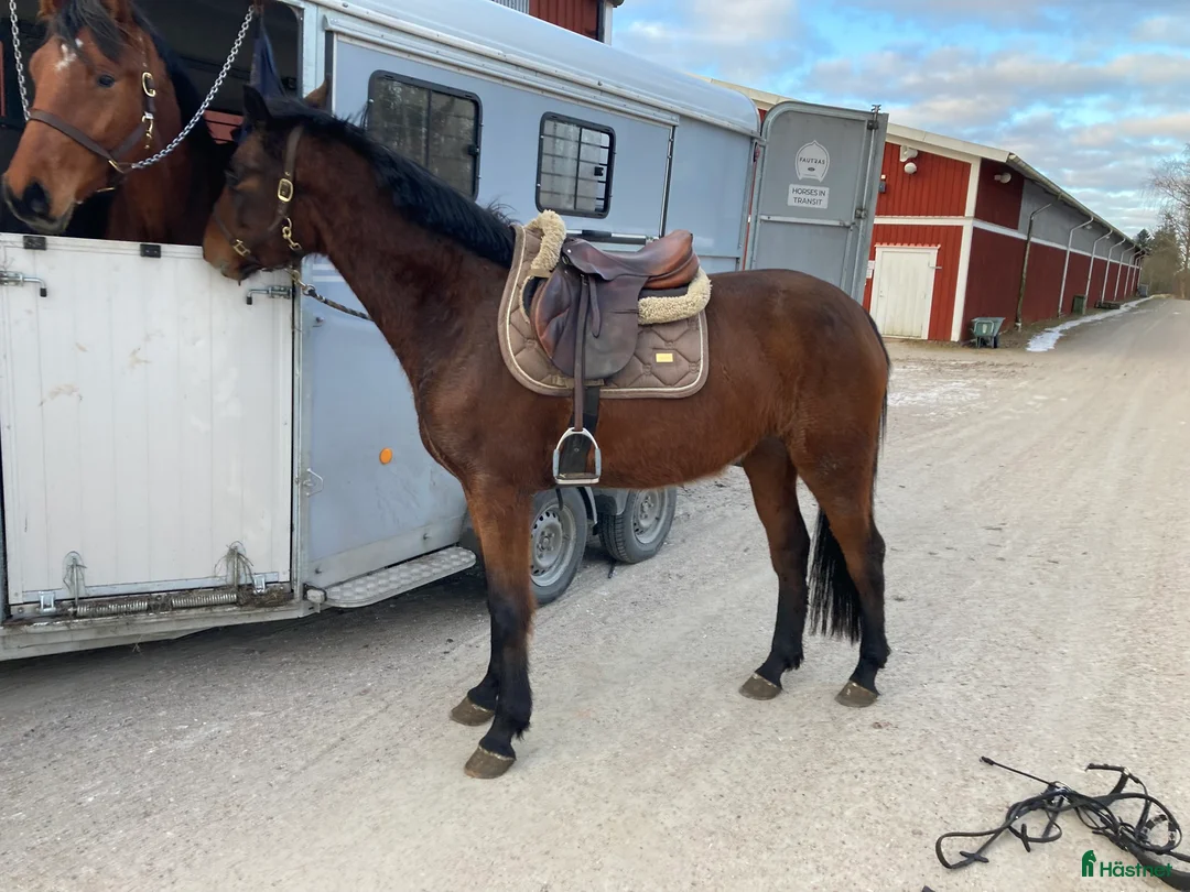 Hoppning hästar till salu: Toppstammade ridna 3 åringar - Annons 1