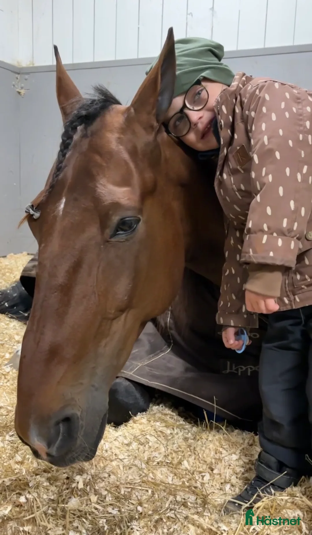 Sällskap hästar till salu: Trevlig 9årig valack  i Kalmar - Annons 3