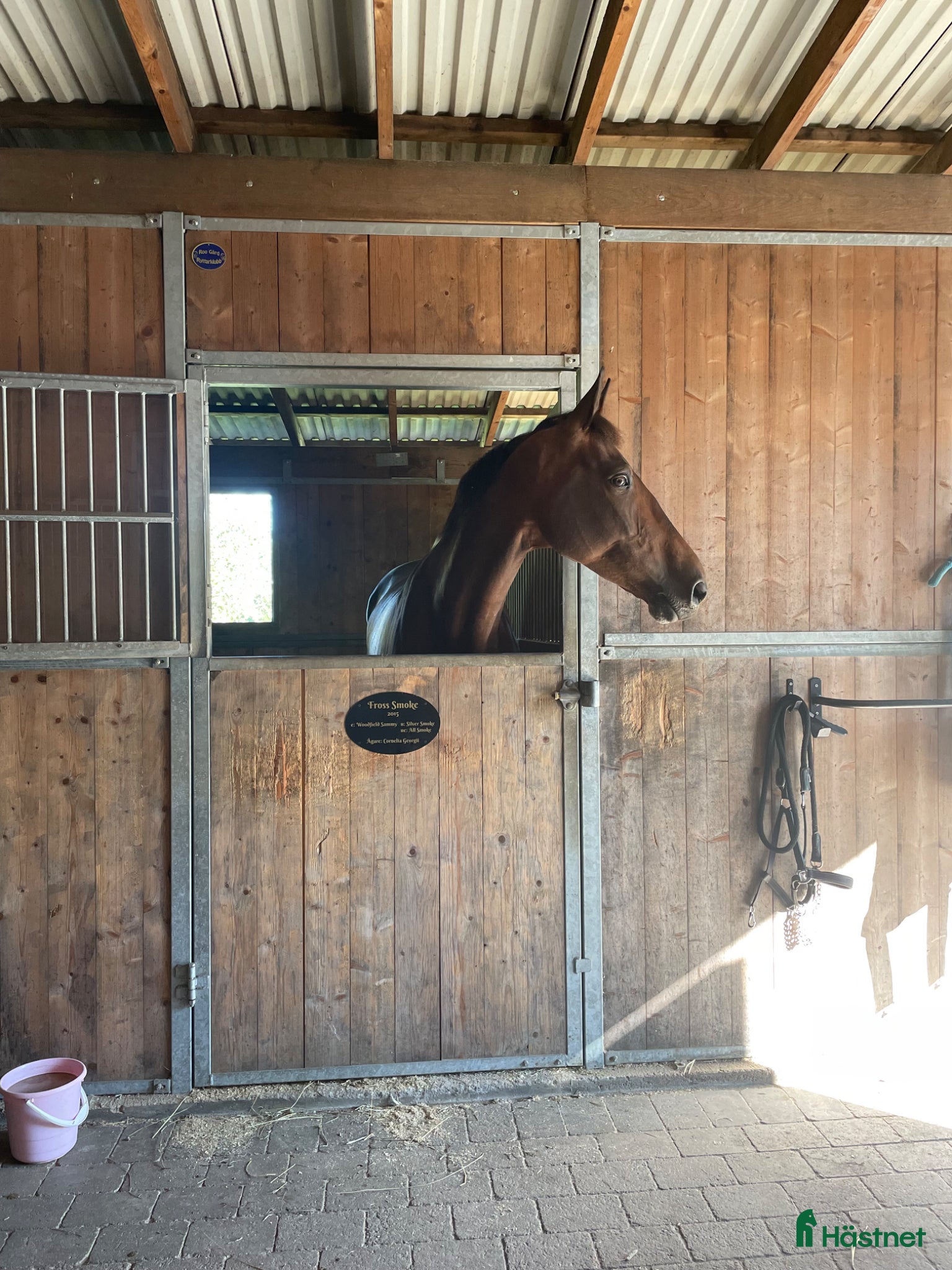  medryttarhäst finnes: Medryttare sökes  - Annons 2