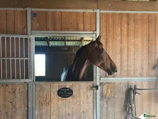 medryttarhäst finnes: Medryttare sökes - Annons 2