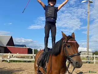 hästar Bästa barnponnnyn - Annons 8