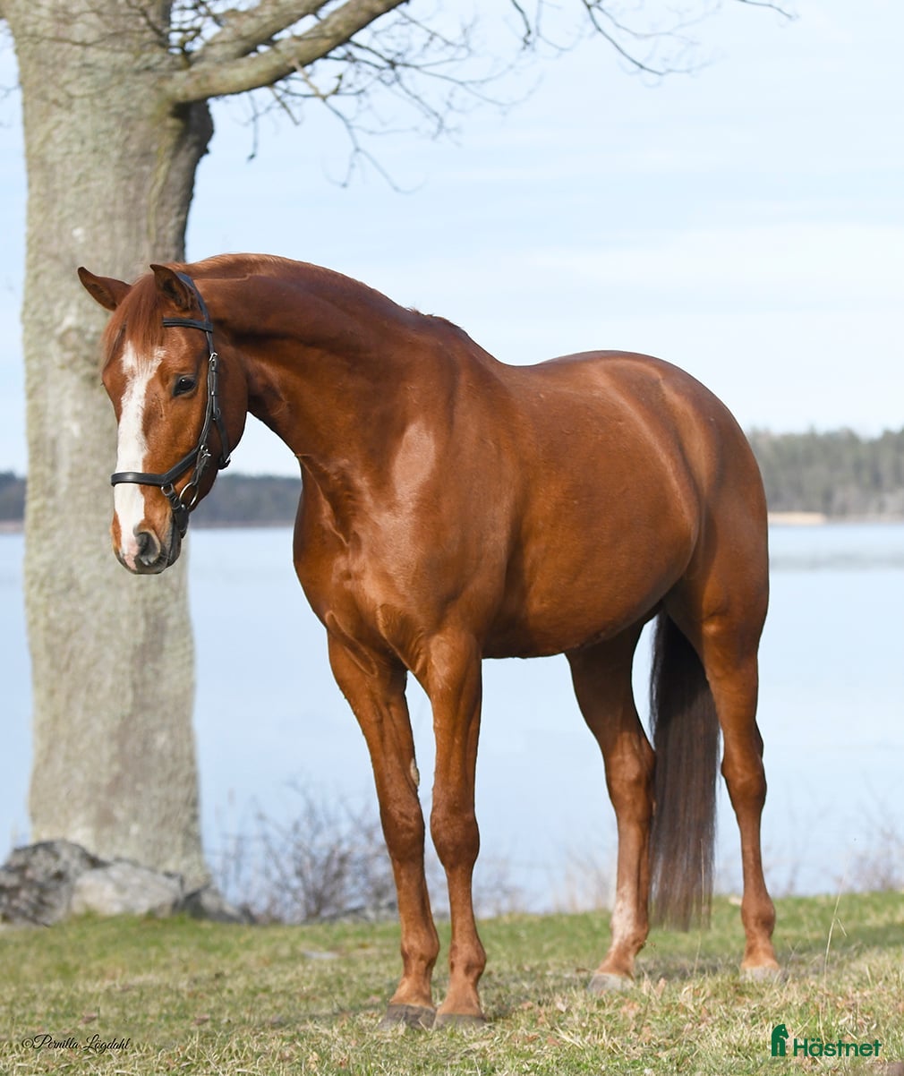 hästar Snygg Swb Valack - Annons 1