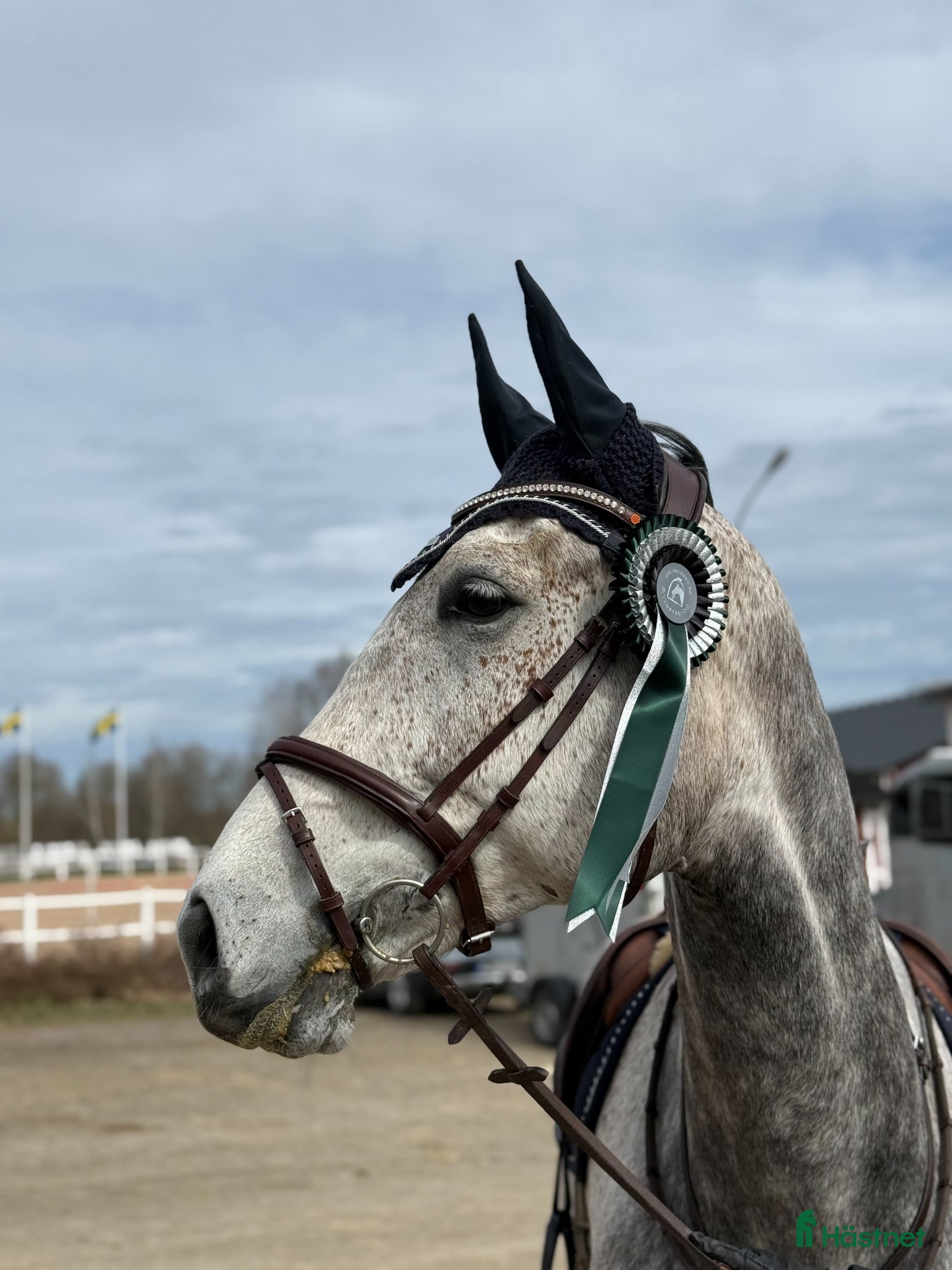  hästar Talangfull häst med fin framtid 🌟 - Annons 2
