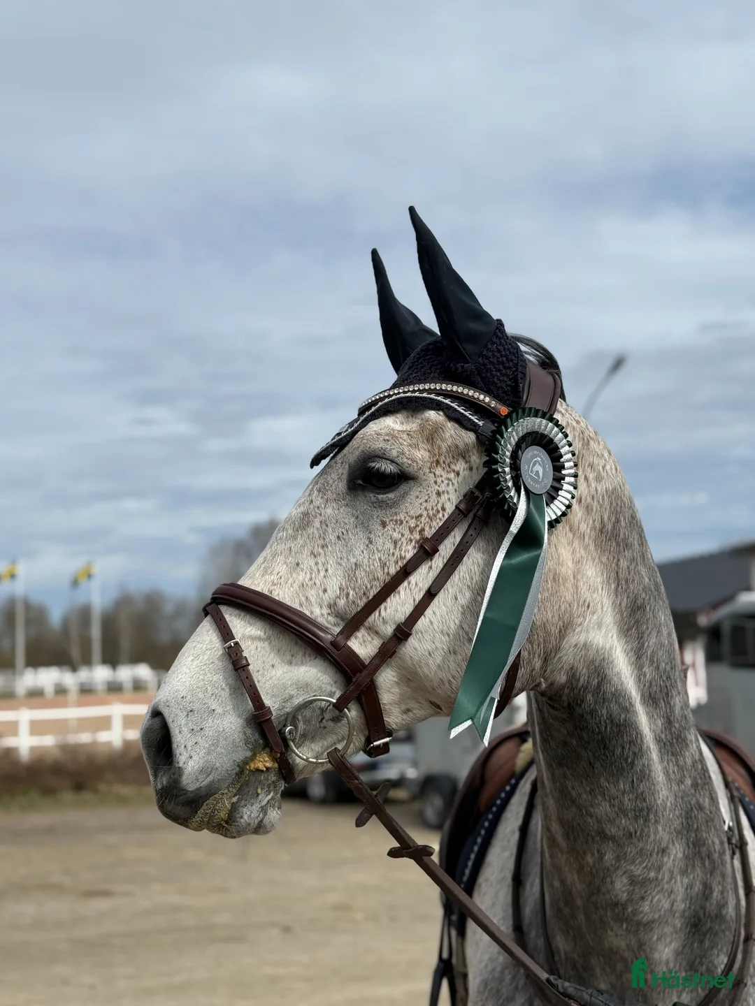 Hoppning hästar till salu: Talangfull häst med fin framtid 🌟 - Annons 1