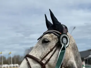 hästar Talangfull häst med fin framtid 🌟 - Annons 2