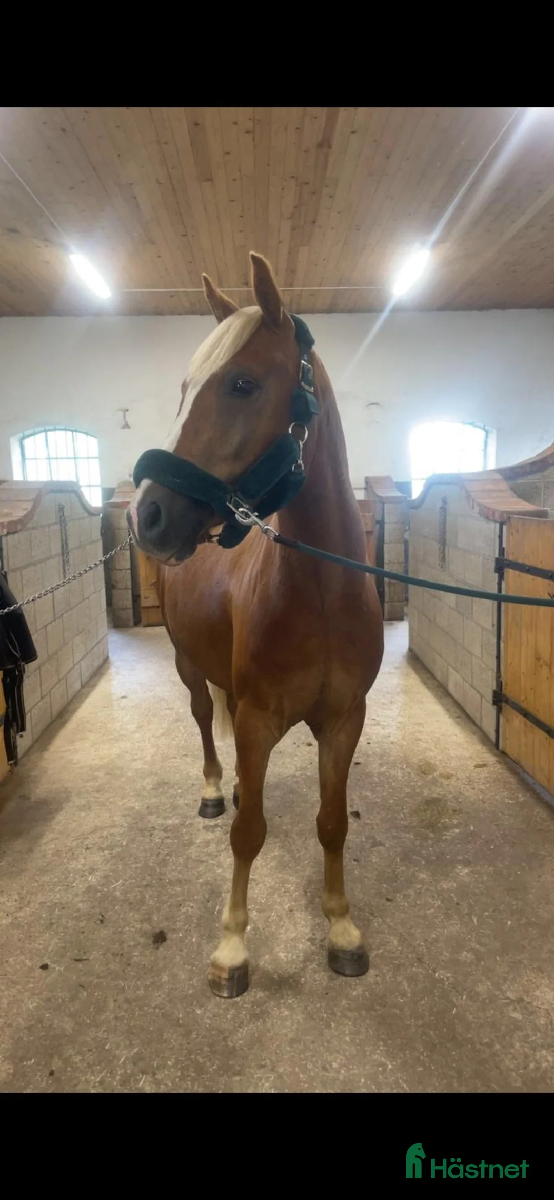 Allround hästar till salu: Trevlig 4 åring  - Annons 2