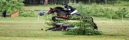 Hoppning hästar till salu: Meriterad hopp- & fälttävlansponny  - Annons 3