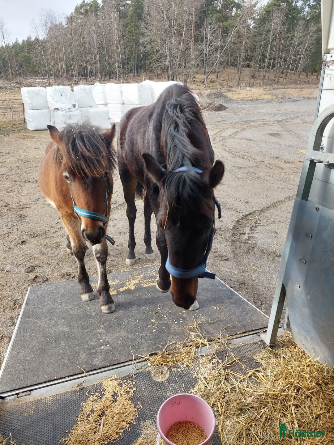 Trav hästar till salu: Hög kvalitativ kallblodstravare i Brottby - Annons 2