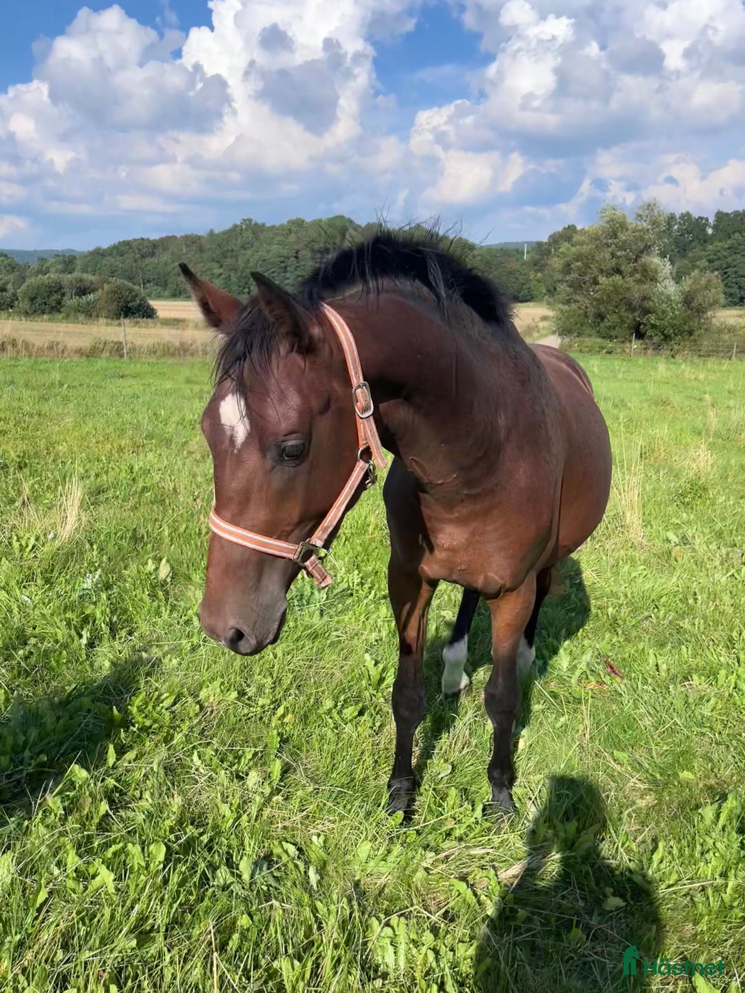 Hoppning hästar till salu: Swb 2åring för framtiden i Kågeröd - Annons 3