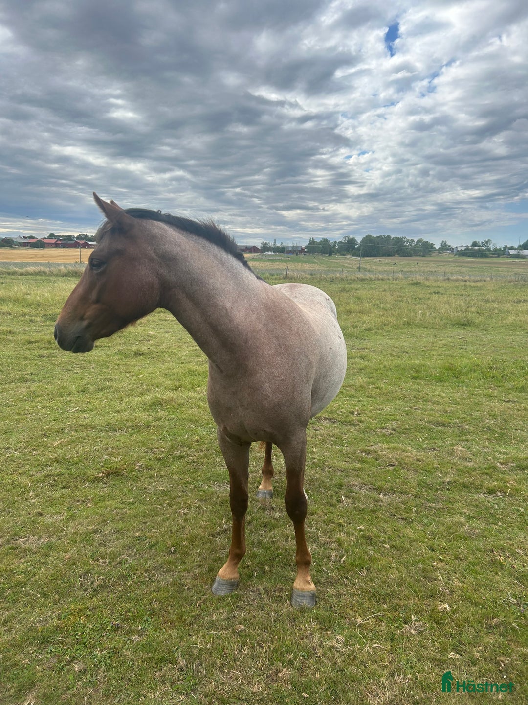 Hoppning hästar till salu: Fantastiskt sto i Täby - Annons 4