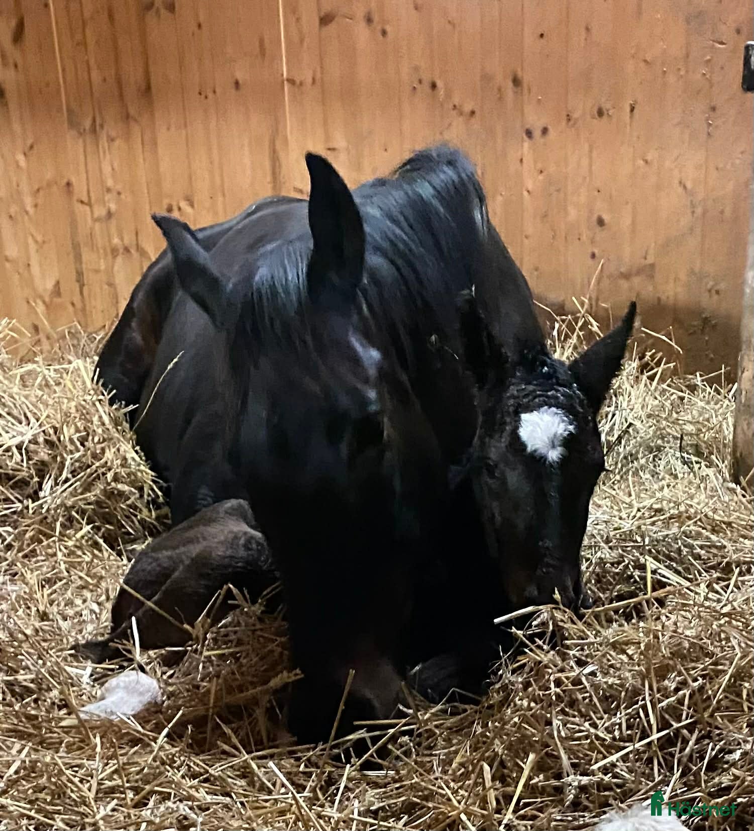  hästar Avelssto Fölsto i Kvänum - Annons 11