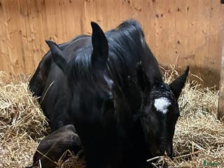 hästar Avelssto Fölsto i Kvänum - Annons 5