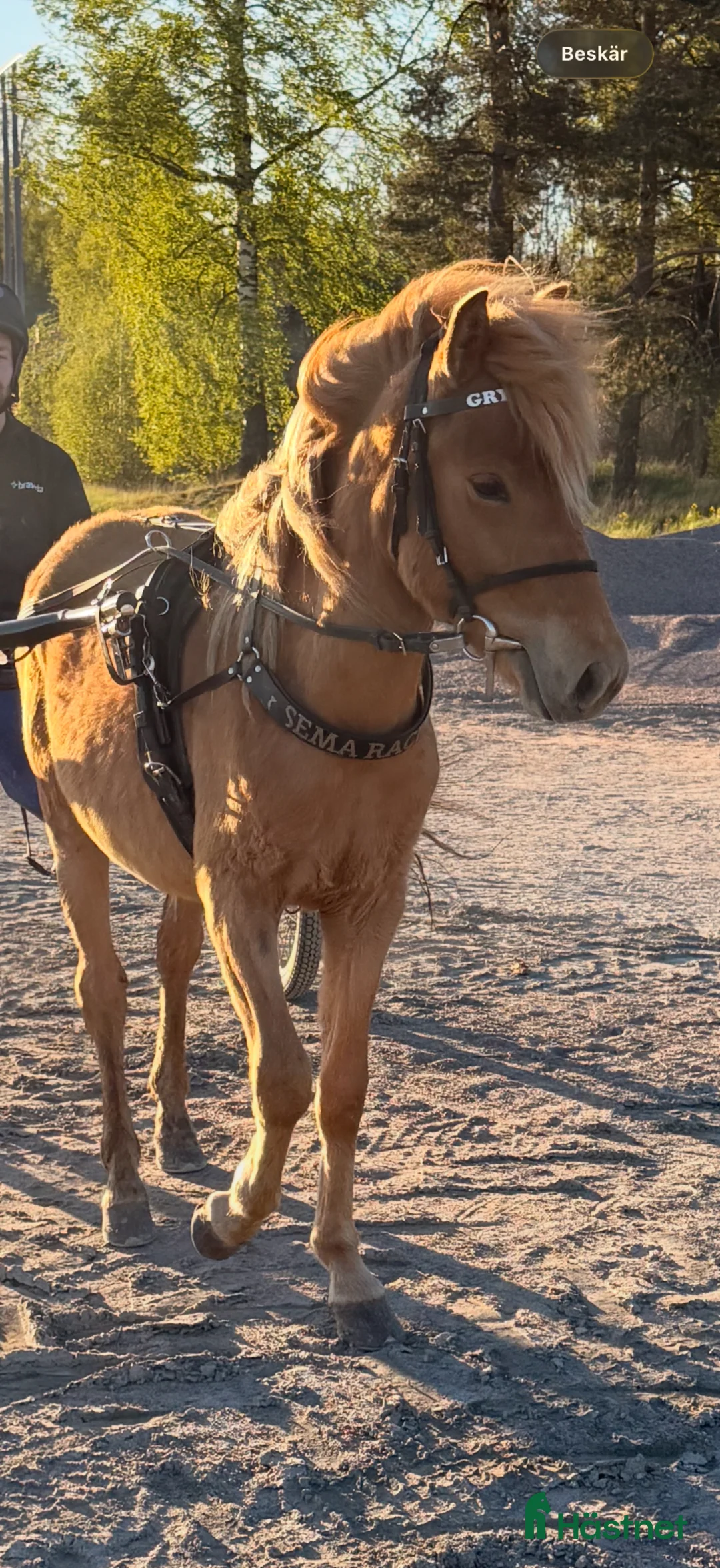 Trav hästar till salu: Inkörd 2åring för den travsatsande - Annons 2