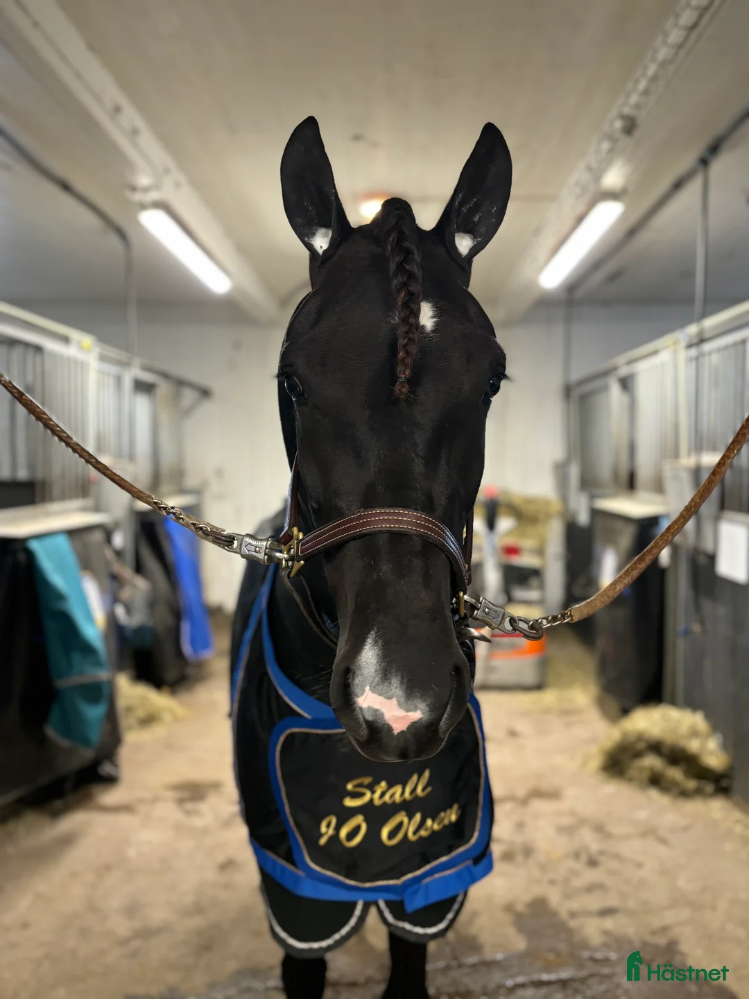 Avelshästar hästar till salu: Dräktiga fina Lola söker nytt hem i Hudiksvall - Annons 1