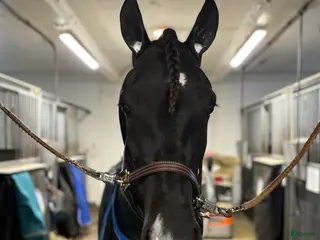 hästar Dräktiga fina Lola söker nytt hem i Hudiksvall - Annons 16