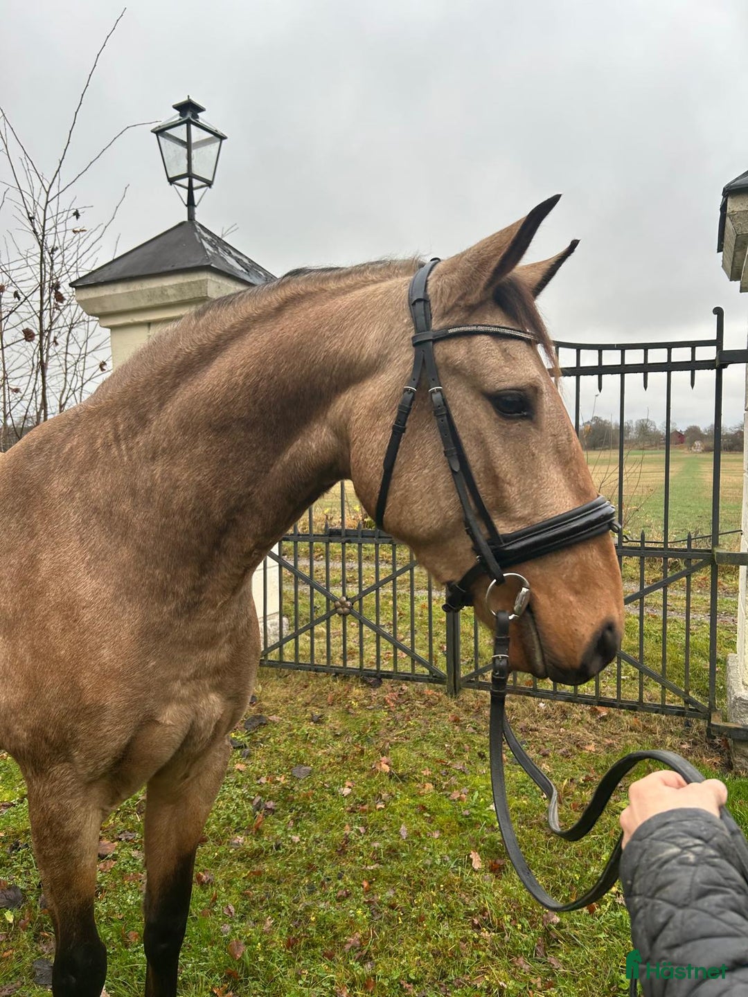 Dressyr hästar till salu: Ung Lusitano valack med stor utvecklings potential i Stallarholmen - Annons 5