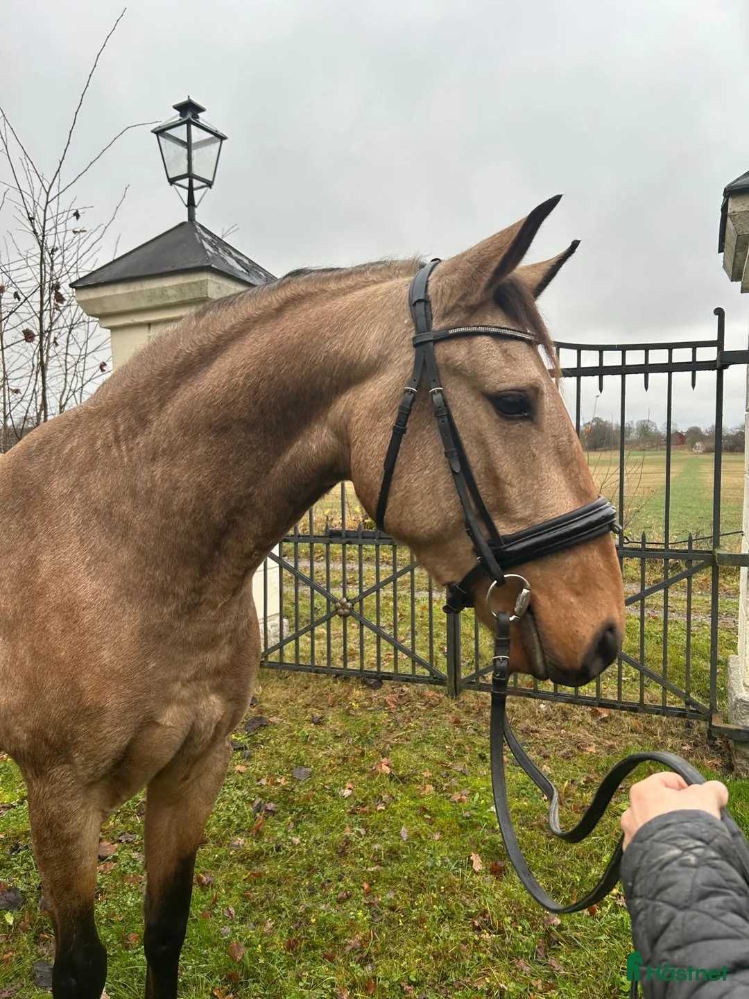Dressyr hästar till salu: Svenskfödd Lusitano valack - Annons 5