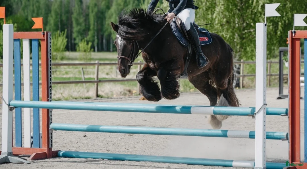 Hoppning hästar till salu: Lovande ungponny! - Annons 1