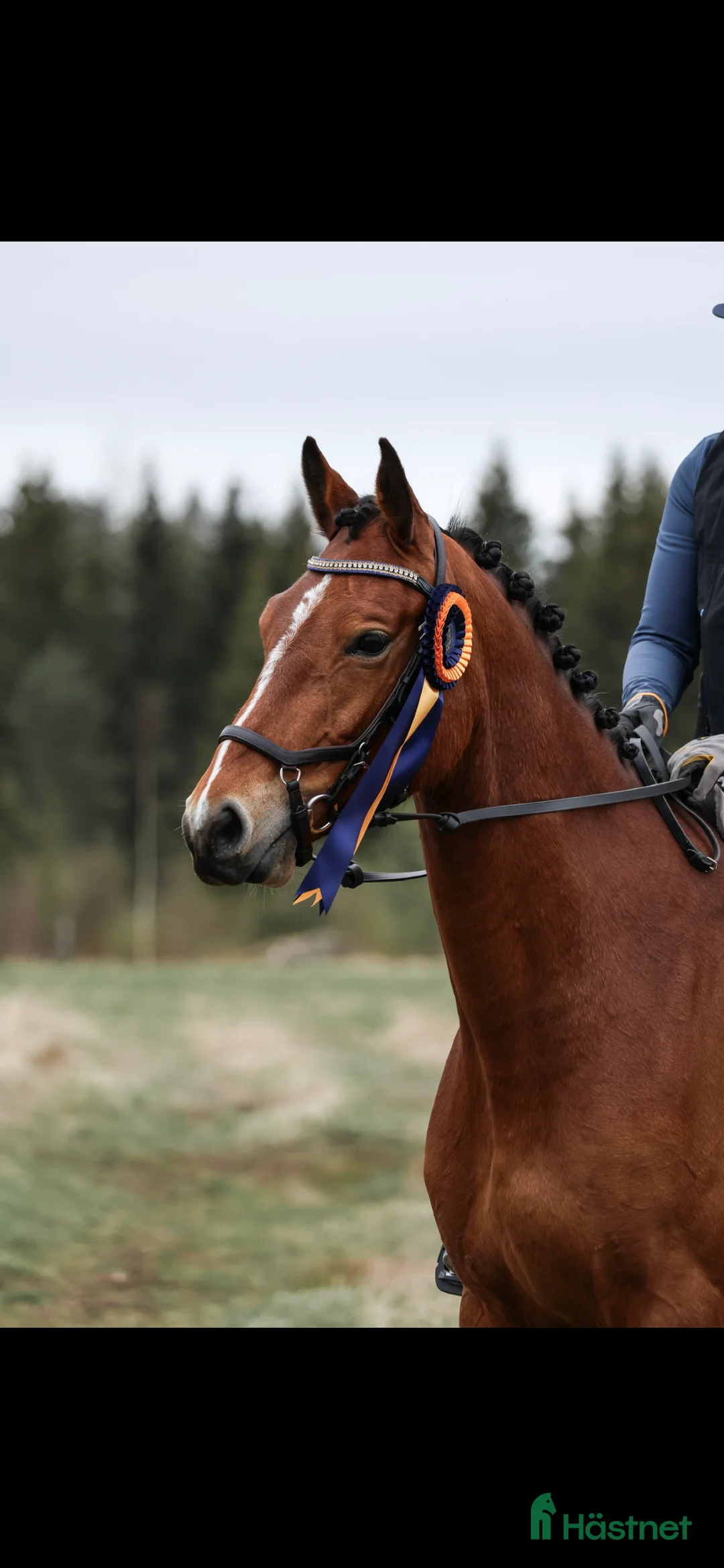 Hoppning hästar till salu: Positiv och uttrycksfull tjej i Dala-järna - Annons 1