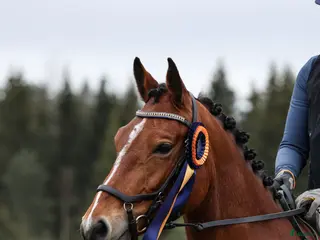 hästar Positiv och uttrycksfull tjej i Dala-järna - Annons 20