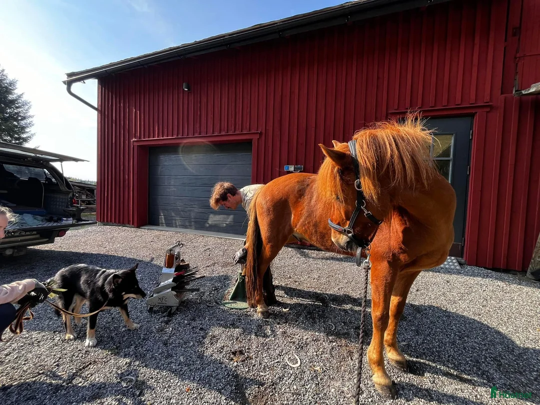 Island hästar till salu: Gjafar från Hästfjället, ståtlig och äventyrssugen - Annons 2