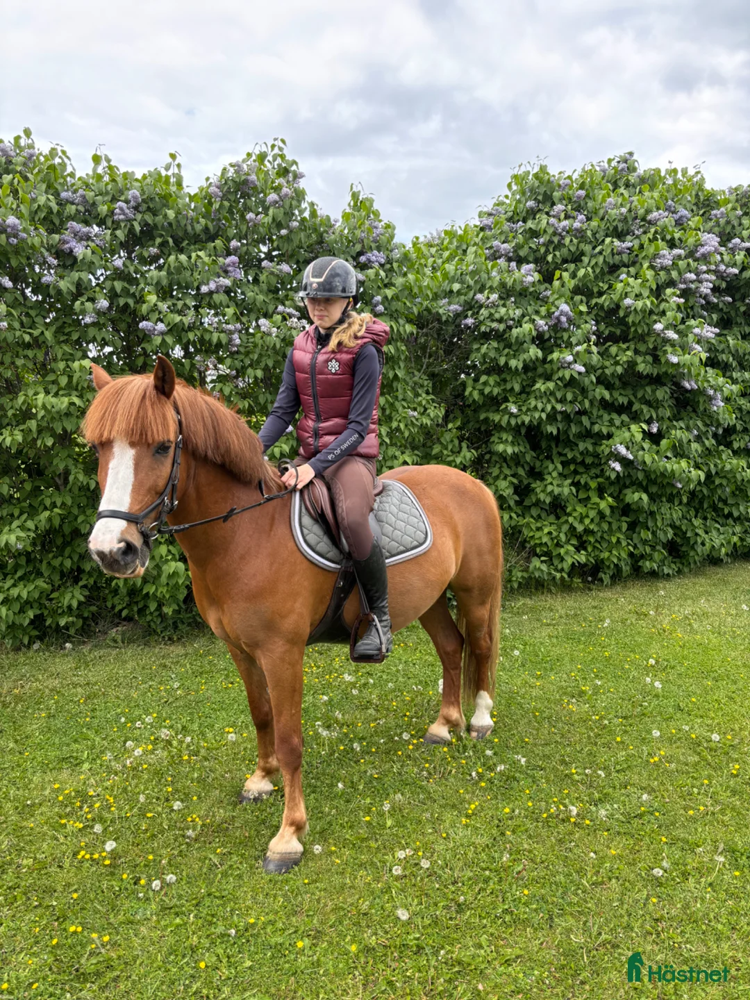 Dressyr hästar till salu: Snäll c-ponny till salu - Annons 4
