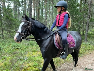 hästar Vacker ponny med utstrålning i Hudiksvall - Annons 8
