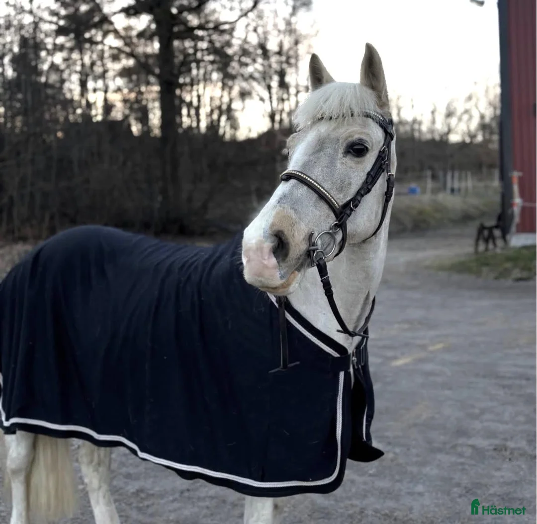 Hoppning hästar till salu: Cool ponny!!  - Annons 1