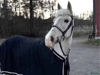 hästar Cool ponny!! - Annons 13