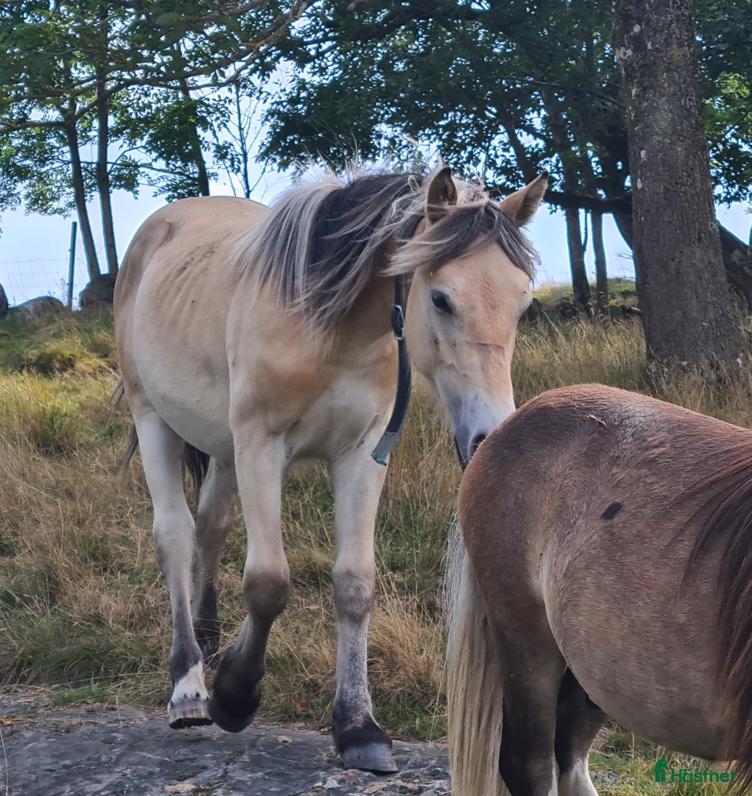 Körning hästar till salu: Fin nordsvensk  i Henån - Annons 2