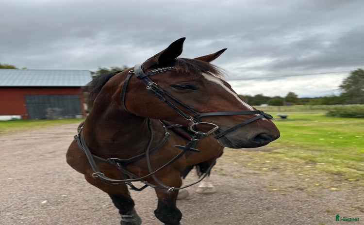  hästar i Sandviken - Annons 4