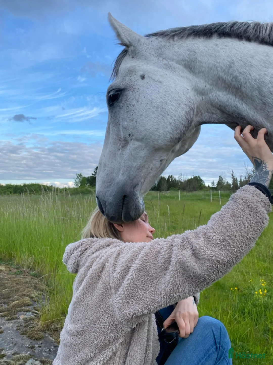 Allround hästar till salu: En hjärtehäst söker sin människa ✨ - Annons 2