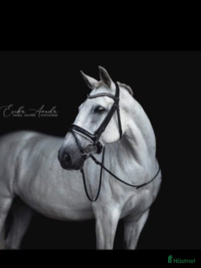  hästar Snälla Bonty i Skurup - Annons 1