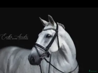 hästar Snälla Bonty i Skurup - Annons 12