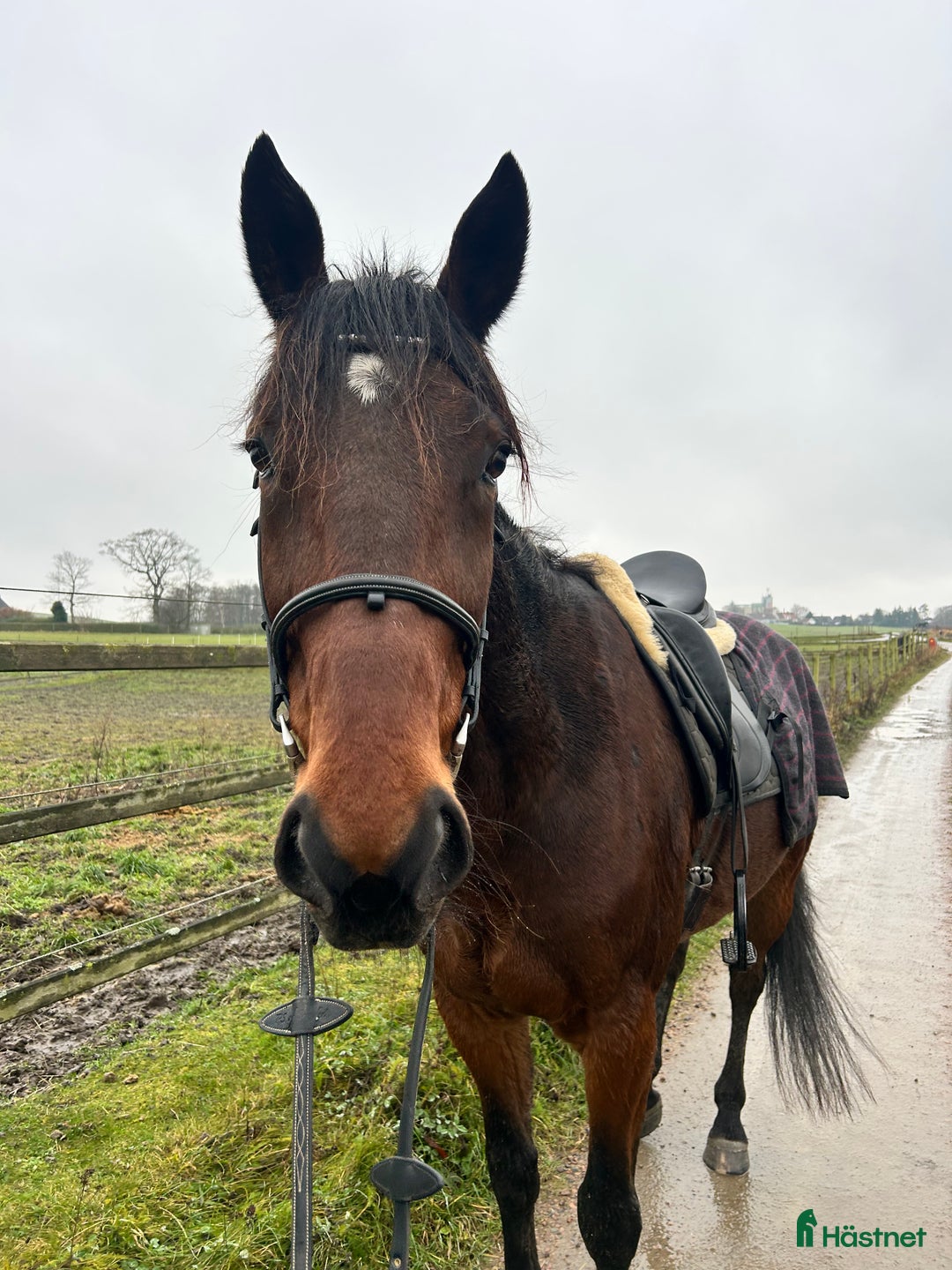 Allround hästar till salu: Första häst eller till verksamhet  i Svedala - Annons 2